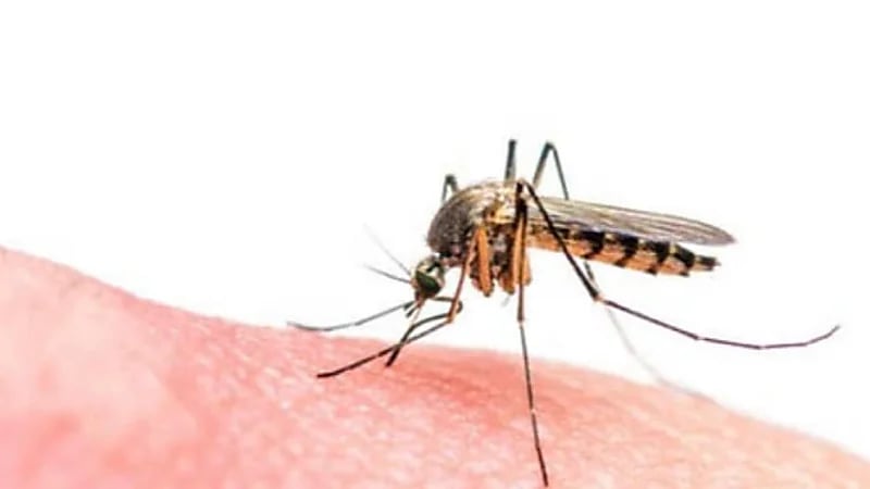 وصفة منزلية للتخلص من البعوض في فصل الصيف