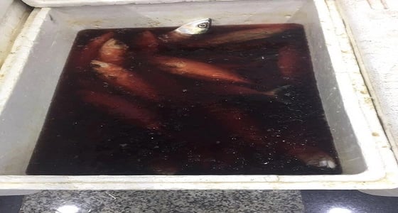 بالصور.. إتلاف 15 كيلو أسماك فاسدة ببلدية الغزة