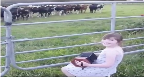 بالصور..أنغام الموسيقى تطرب قطيع من الأبقار