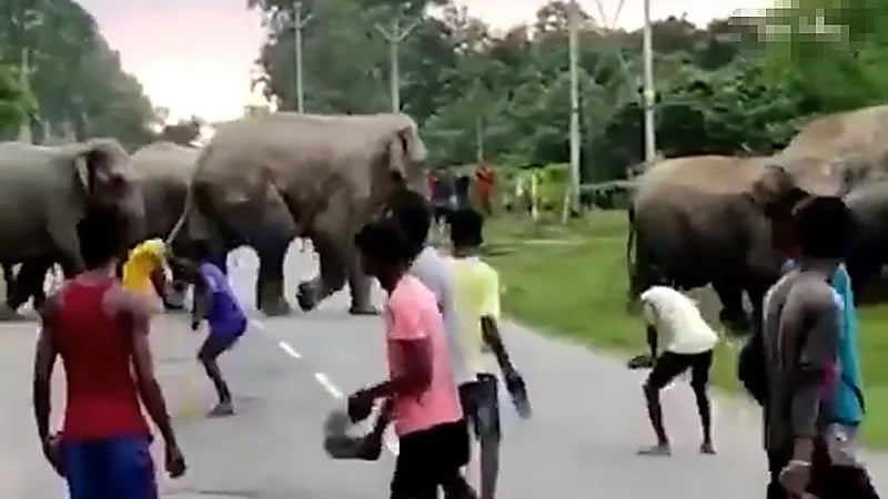 بالفيديو.. فيل يدهس طفلًا حتى الموت في شارع عام