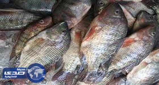 حظر استيراد أسماك " البلطي " و " البوري " من مصر