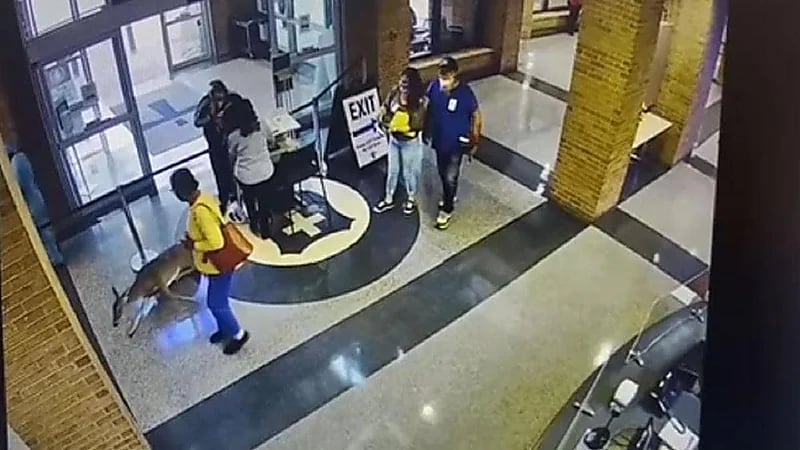 بالفيديو..غزال يقتحم مستشفى ويفاجئ المرضى