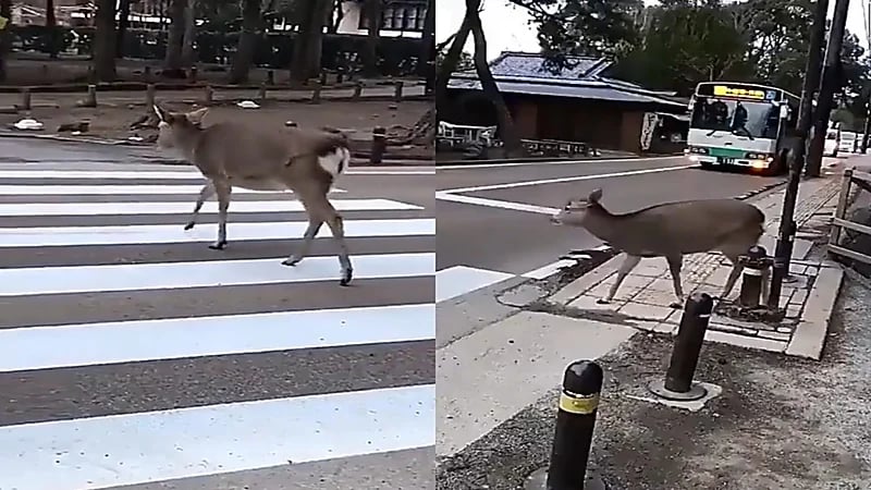 بالفيديو.. تصرف طريف لحيوان «الأيل» انتظر توقف المركبات ليعبر الطريق