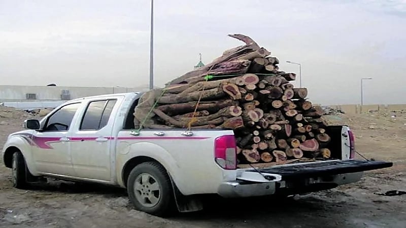 كشف سعر تصريح وترخيص الاحتطاب والكمية المسموح بها