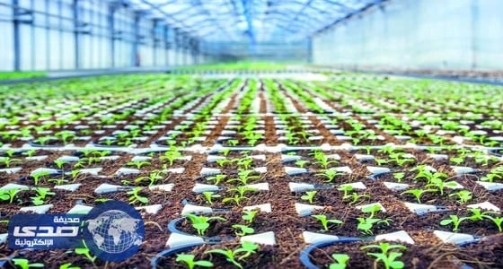 143 مزرعة عضوية وتقليدية تحت التحول في المملكة