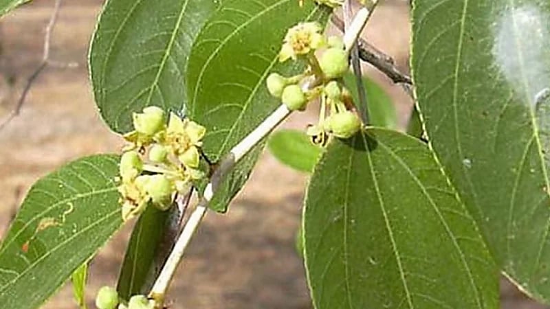 فوائد ورق النبق الصحية للجسم