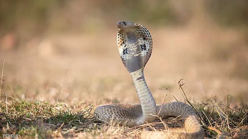 قائد طائرة يُجبر على الهبوط الاضطراري بسبب "أفعى"