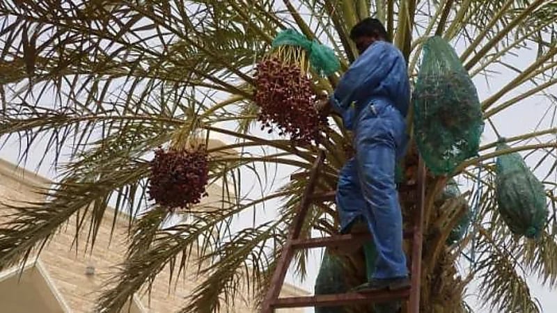 المرزم يبدأ غدًا: طباخ التمر يعلن ذروة الحر وبداية وفرة الرطب