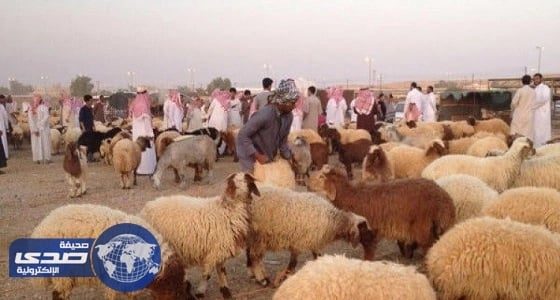 ⁠⁠⁠⁠⁠إنشاء أسواق مواشي ومسالخ في رفحاء بـ 14 مليون ريال