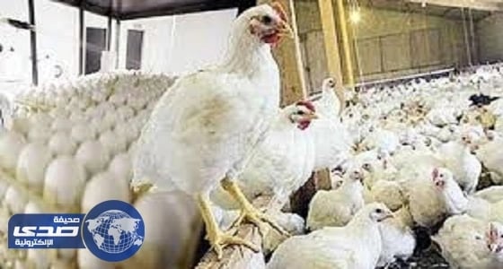 حظر استيراد لحوم الدواجن وبيض المائدة من الكويت مؤقتا