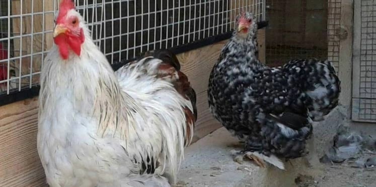 بالصور..دجاجة غريبة بقرنين كبيرين تثير الجدل