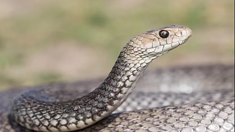 أم تجد أفعى داخل حذاء ابنتها