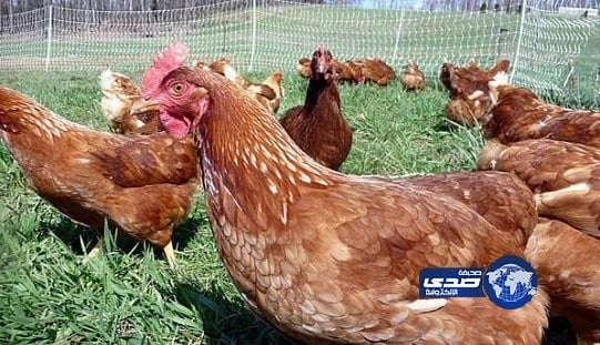 إلغاء جميع الرحلات بمطار أتاتورك وإغلاق التليفزيون الحكومي بتركيا