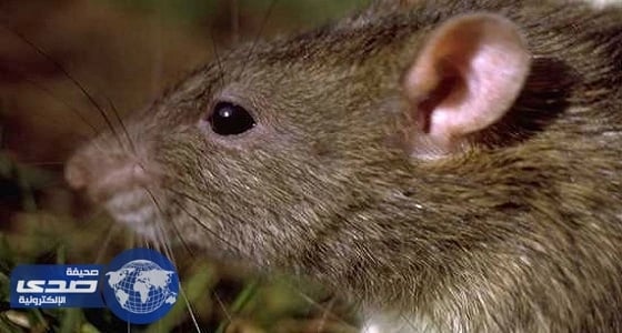 نيويورك تعلن خطة للقضاء على الجرذان بـ 32 مليون دولار