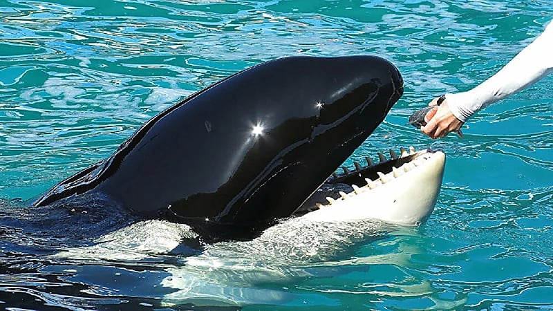 صياد ينجو بعد أن ابتلعه حوت