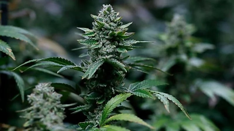 دولة توزع الحشيش مجاناً على مواطنيها