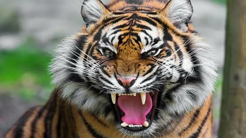 نمر شرس يقتحم فصل دراسي ويهاجم طلابه