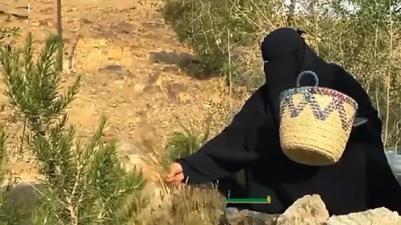 البيئة: أكثر من 37 ألف مواطنة استفدن من برنامج ريف والإعانات الزراعية