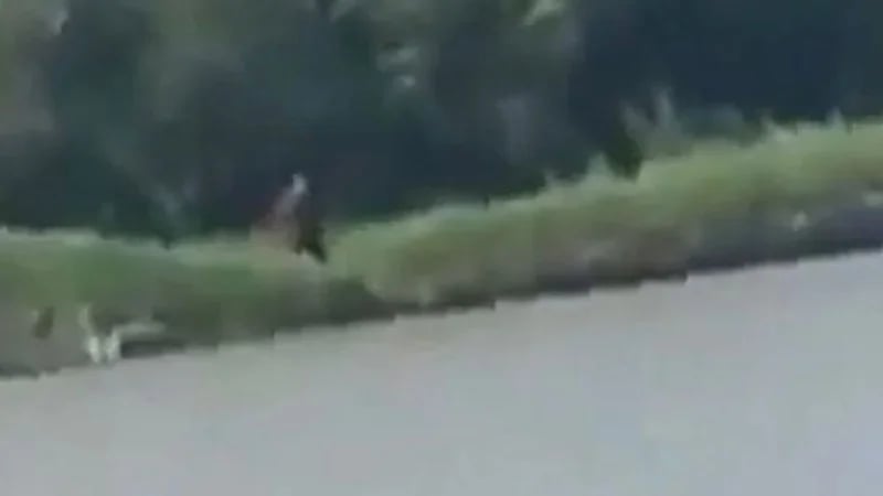 بالصور.. إنسان برأس كلب يتنقل بين العشب