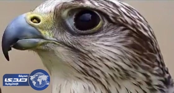 بالفيديو.. نادي الصقور وعلاقته بعادات العرب القديمة