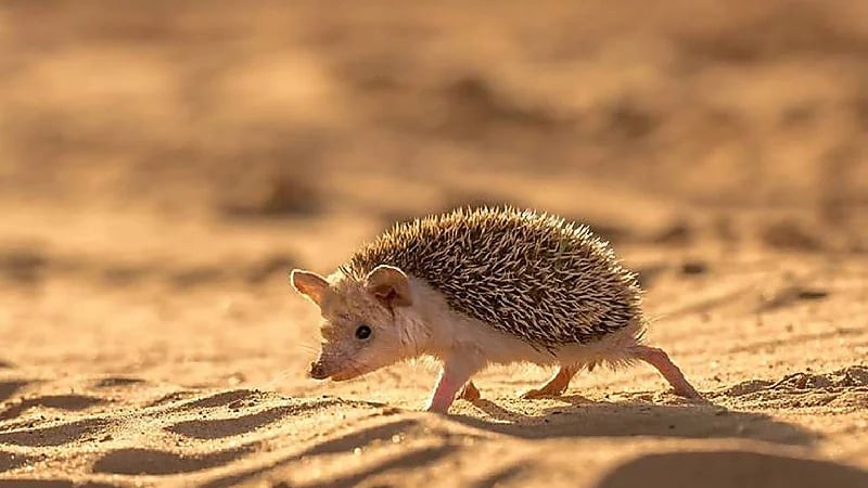 رصد القنفذ الصحراوي في براري الحدود الشمالية