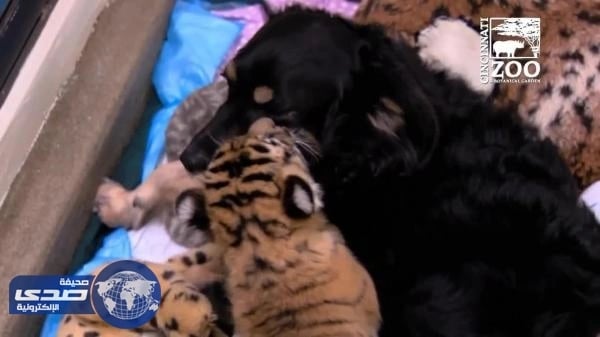 بالفيديو.. كلبة تعتني بثلاث جراء نمر بحديقة حيوان بأستراليا