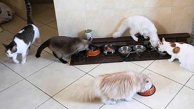 دولة تسعى لمنح العامل إجازة مدفوعة حال وفاة حيوانه الأليف