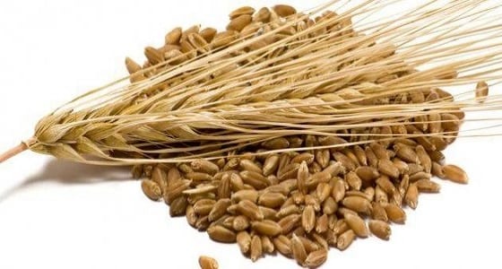 الشعير مفيد لصحة جسمك ويشعرك بالسعادة