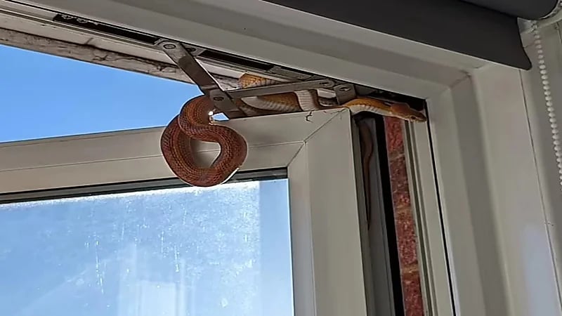 سيدة تتفاجأ بوجود ثعبان في غرفة نومها