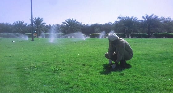 بالصور.. صيانة المسطحات الخضراء في نجران