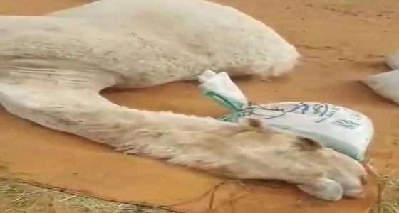 تفاعل غير مسبوق بمواقع التواصل مع نفوق الناقة " خزامه "