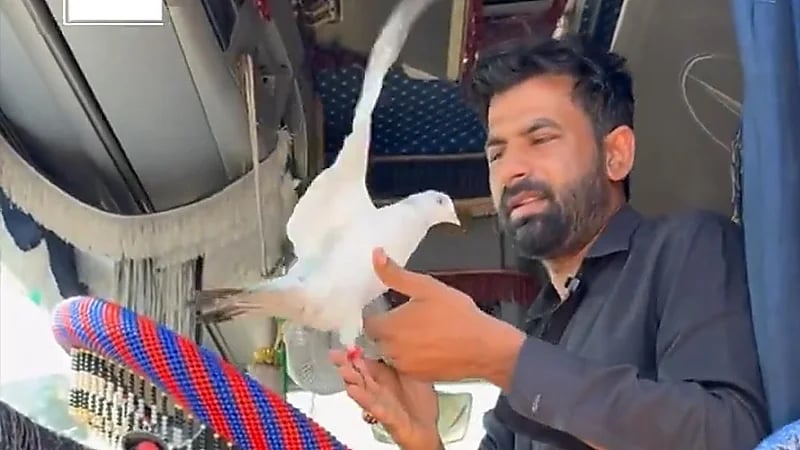 حمامة صديق سائق باكستاني يسافر معه من ⁧‫تبوك‬⁩ إلى جميع مدن ⁧‫المملكة.. فيديو