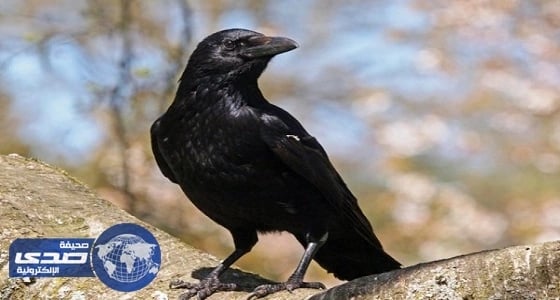 " غراب " يقتل رضيع عمره 7 أيام