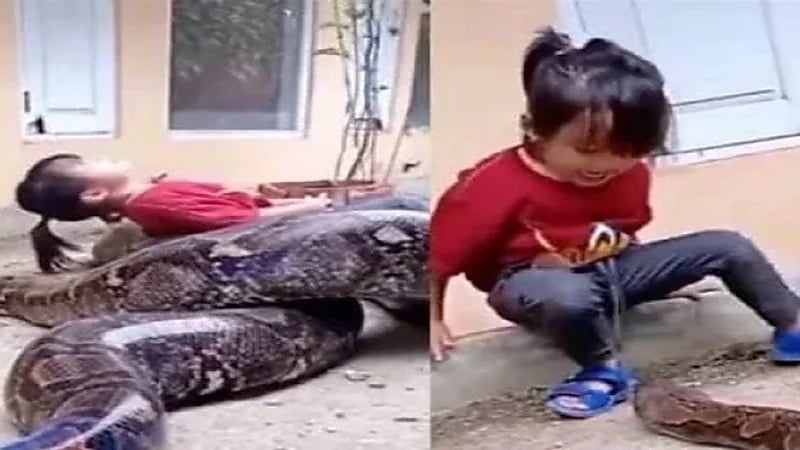 شاهد.. طفلة تلعب مع ثعبان ضخم