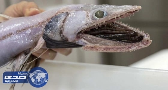بالصور.. اكتشاف سمكة بلا وجه شرقي أستراليا