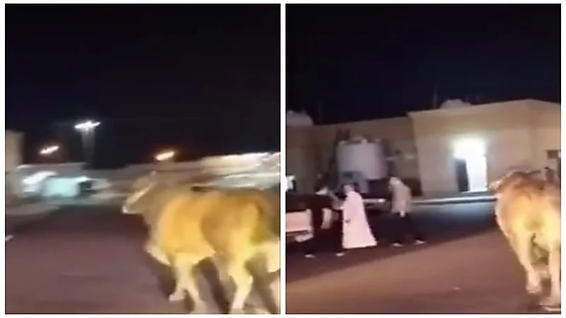 السيطرة على ثور هائج أثار الهلع في إحدى شوارع المدينة المنورة.. فيديو