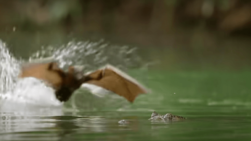 شاهد.. تمساح يبتلع خفافيش عملاقة في معركة تحبس الأنفاس