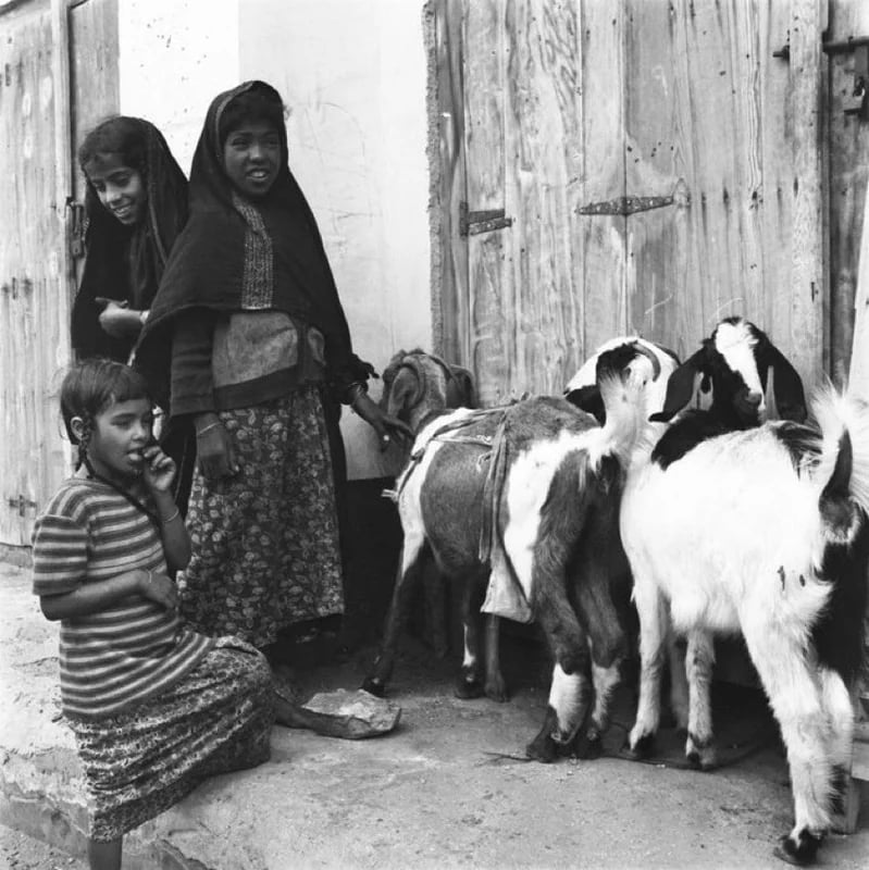 صورة لثلاث فتيات وأغنامهم بالقطيف قبل 60 عام