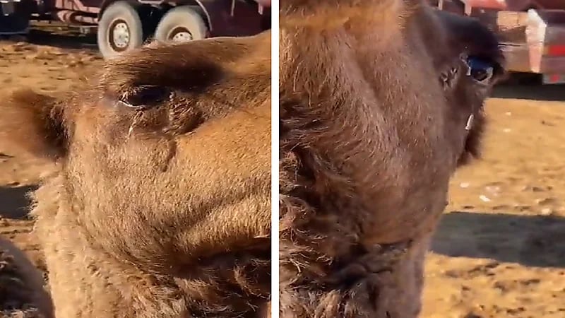 شاهد .. برد "طريف" يجمد دموع الإبل