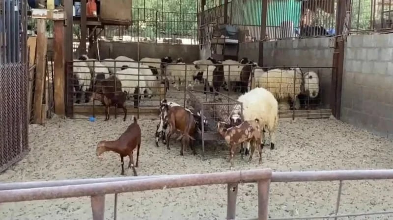 بالفيديو.. أسعار الأضاحي تصل إلى 2000 ريال