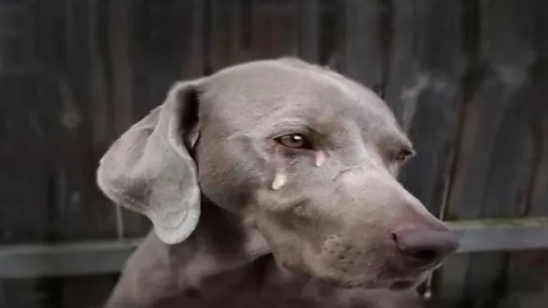 دراسة: الكلاب تذرف الدموع فرحا عند التقائها بأصحابها