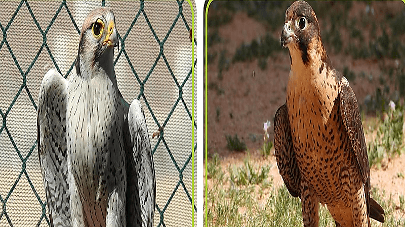 الأمن البيئي يحذر من الصيد دون ترخيص وطرح أو شبك الصقور