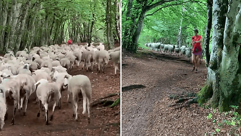 شاهد.. امرأه تتفاجأ بـ100 خروف يركض خلفها في موقف فريد من نوعه