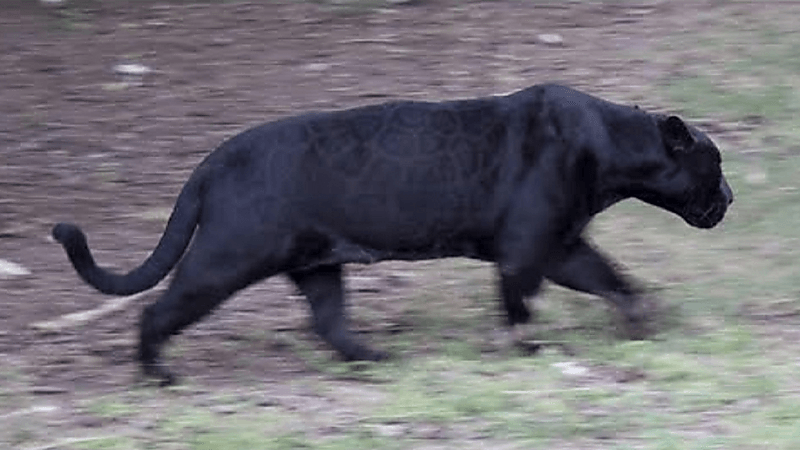 "الحياه الفطرية" توضح حقيقة مقطع النمر الأسود في فيفاء