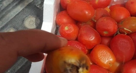 بالفيديو.. مطعم بالمملكة يستخدم خضراوات " متعفنة "