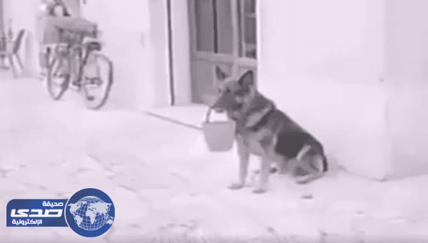 بالفيديو.. كلب يجمع الأموال لشراء قطعة لحم ليأكلها