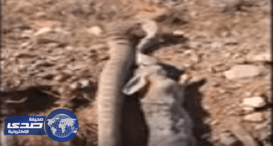 بالفيديو.. أفعى جائعة تسحل أرنبا