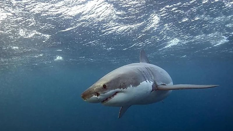 تجمع أكثر من 100 قرش حوت يوميًا قبالة سواحل قطر