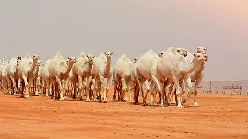 توقف فعاليات مهرجان الملك عبد العزيز للإبل بسبب التقلبات الجوية