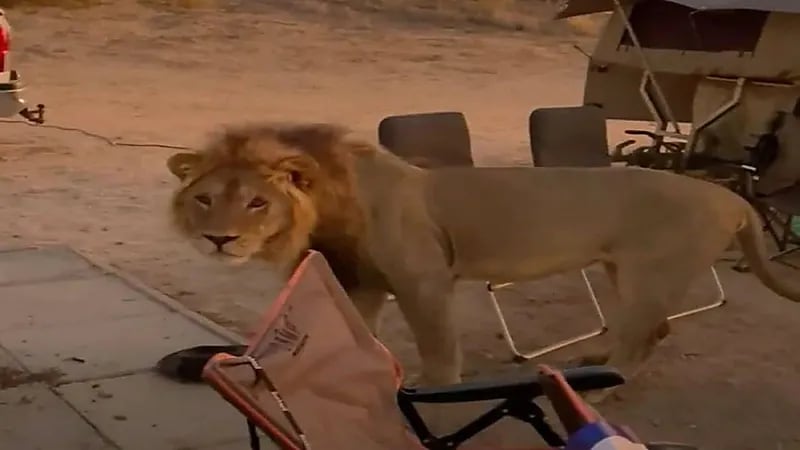 أسد يفاجئ سياح أثناء تخييمهم في محمية طبيعية ..فيديو